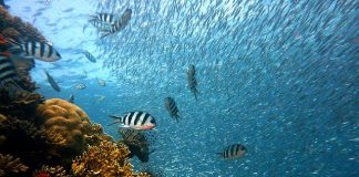 Underwater Tours in Thailand